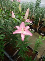 [5237 Marrero No02.JPG]